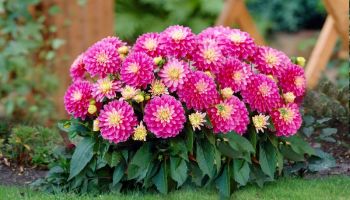 Dahlia border 'Gallery Rembrandt'.jpg