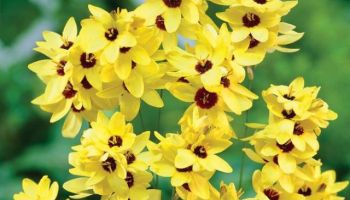 İxia 'Yellow Emperor'.jpg