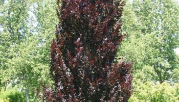 Fagus sylvatica Dawyck Purple.jpg